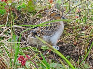 Spoon-billed Sandpiper 'AA' in Russia last summer (Photo © Nicky Hiscock).
