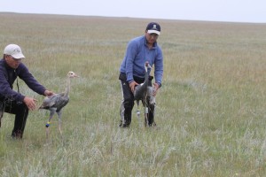 Crane family with PTT © Wildlife Science and Conservation Center of Mongolia