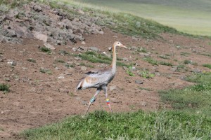 Crane with PTT © Wildlife Science and Conservation Center of Mongolia