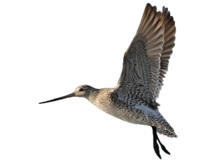 Bar-tailed Godwit © Dave Bakewell
