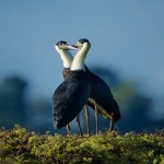 A pair of woolly necked storks. © Bjorn Olesen/FFI