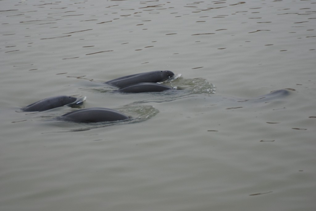 Finless porpoise at Poyang Lake