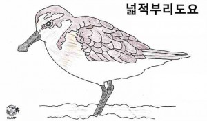A colouring  of Spoon-billed Sandpiper by a student