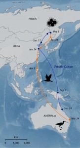 The migration route of the Eastern Curlew takes it through several countries. The whole population passes through the Yellow Sea region of East Asia. The route of a female tagged on 10 Feb 1997 is shown redrawn from data in Driscoll & Ueta (Ibis, 144, E119-E130)