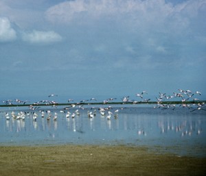 Wild Birds resting on Chale Swamp Lake near Dodoma, Tanzania UN Photo/B Wolff