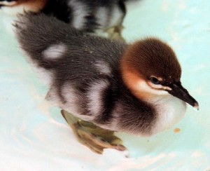 A four-day-old Scaly-sided Merganser duckling in a wet brooder. / Photo by Judith Wolfe.