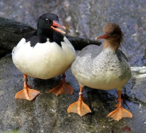 Scaly-sided Merganser pair / Photo by Judith Wolfe.