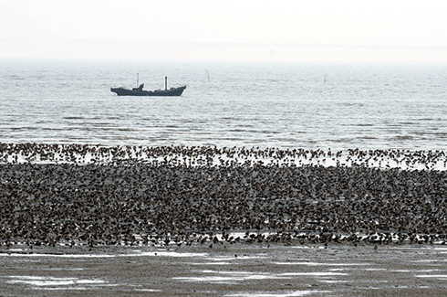 The loss of tidal flats along migratory pathways, especially staging sites (where birds must replenish their energy stores during migration for long, energetically expensive flights) can have extreme consequences for shorebird populations. For the millions of shorebirds that migrate through the East Asian-Australasian Flyway, the intertidal areas of Asia are a crucial migratory bottleneck. © Nick Murray