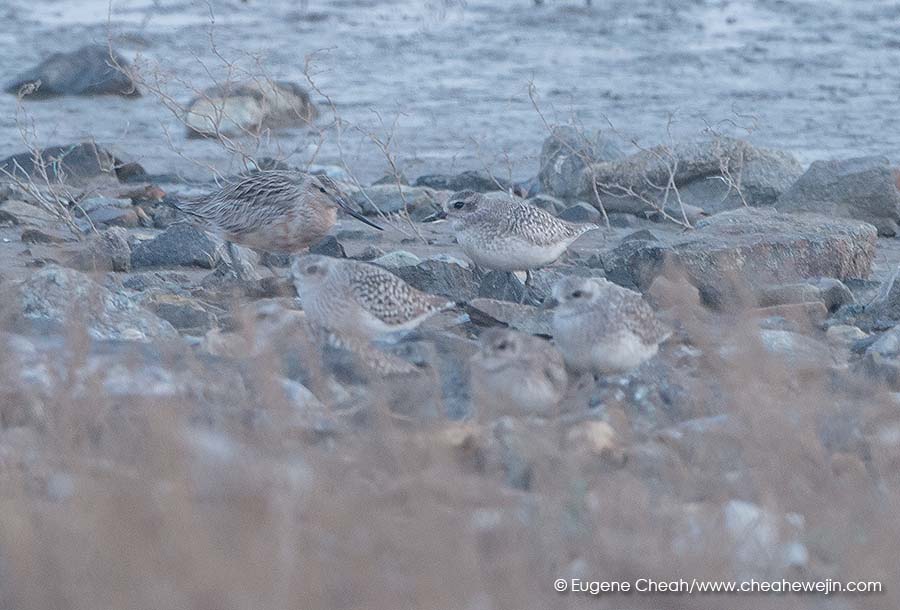 bar tailed godwit and plover