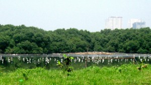 Resident and visiting egrets feeding and resting in a tidal mudflat next to a big stand of mangroves. Some buildings in Parañaque can be seen in the distance.