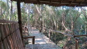 Part of a boardwalk built by the Department of Environment and Natural Resources allows visitors to observe plants and animals in this critical habitat and ecotourism area.