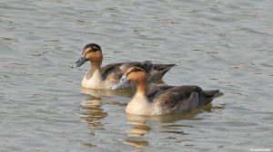 A pair of Philippine Ducks (Anas luzonica), a species found only in the Philippines. Killing or injuring this species and other animals are prohibited under the Wildlife Act of the Philippines.