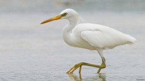 A Chinese Egret (Egret eulophotes), an endangered waterbird that breeds in Russia and parts of East Asia, and spends the winter in Japan, Taiwan, Hong Kong and Southeast Asia.