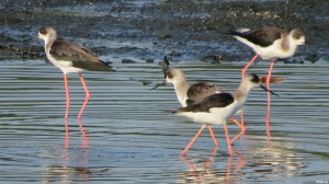 The Black-winged Stilt (Himantopus himantopus), an iconic wetland bird. Metro Manila can attract more of this elegant animal if the LPPCHEA and other mudflats in Manila Bay are given more protection.