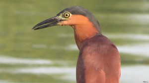 The Rufous Night Heron (Nycticorax caledonicus), a bird that depends on healthy wetlands to thrive.