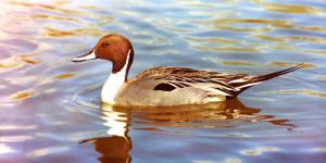 The USDA reported that the Minnesota, Missouri, and Arkansas H5N2 isolates looked more than 99% similar to the Washington pintail duck virus. LHG Creative Photography / Flickr cc