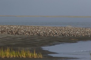 Large number of shorebirds