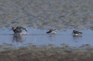 Spoon-billed Sandpipers