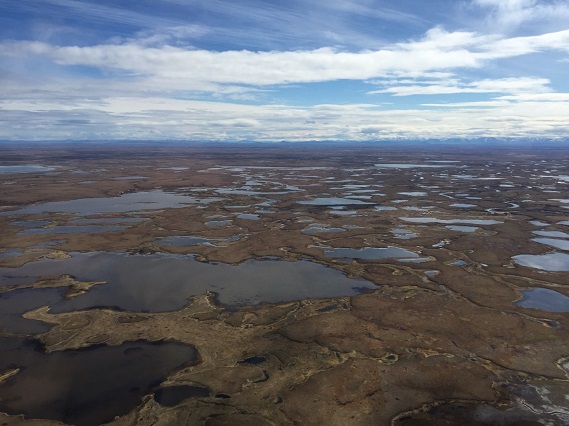 Aerial view of wetlands in the southern portion of the Yukon Delta National Wildlife Refuge © Richard Lanctot