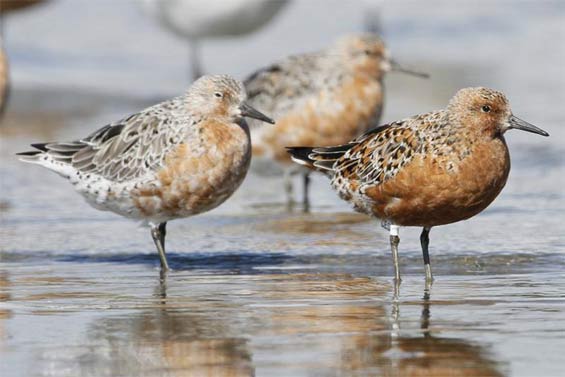 A red knot in breeding plumage © Bruce McKinlay Department of Conservation – New Zealand