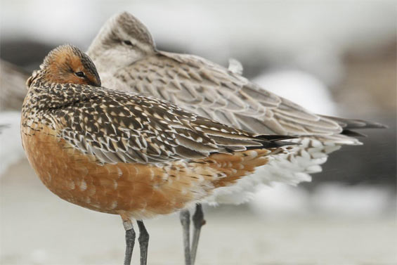 A bar-tailed godwit at rest on a roost in New Zealand © Bruce McKinlay Department of Conservation – New Zealand