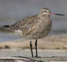 A male godwit showing how fat they are before migrating to China © Bruce McKinlay Department of Conservation – New Zealand