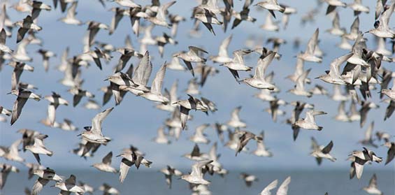A flock of red knots takes flight © Bruce McKinlay Department of Conservation – New Zealand