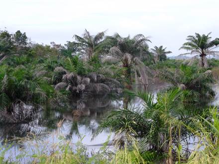 Flooded oil palm plantation, Riau (Deltares, 2014) © Wetlands International 2014