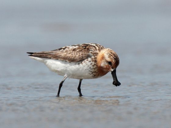 The critically endangered Spoon-billed Sandpiper ©Michelle Wong