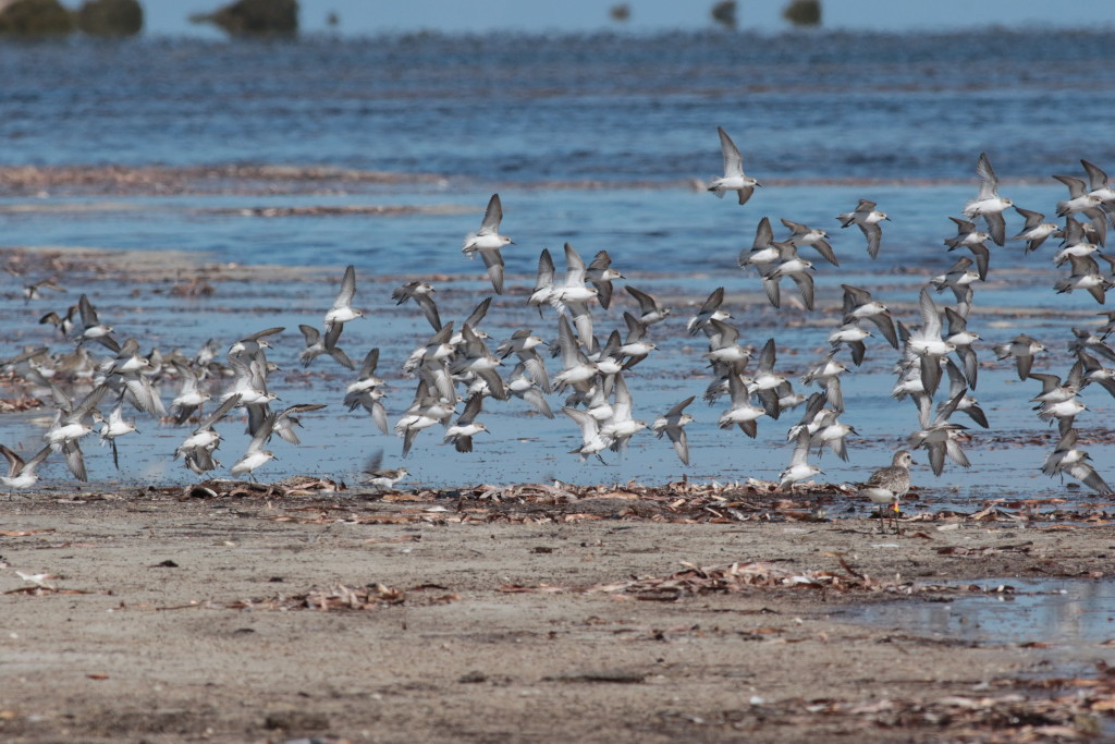red-necked-stints-flying-3thompsons-beach-sa-ms-002