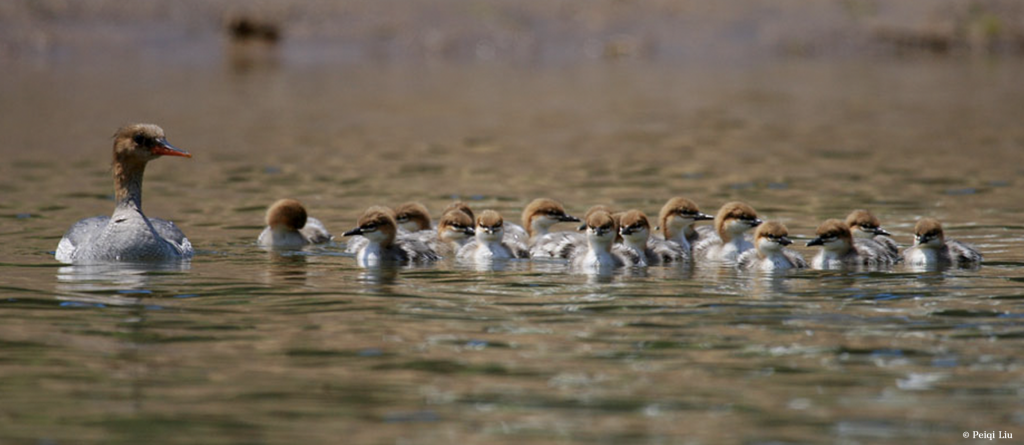 Give a home to Scaly-sided Merganser