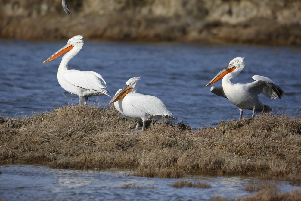 International Consultancy Meeting On Conservation Strategy For The Dalmatian Pelicans In The East Asian – Australasian Flyway