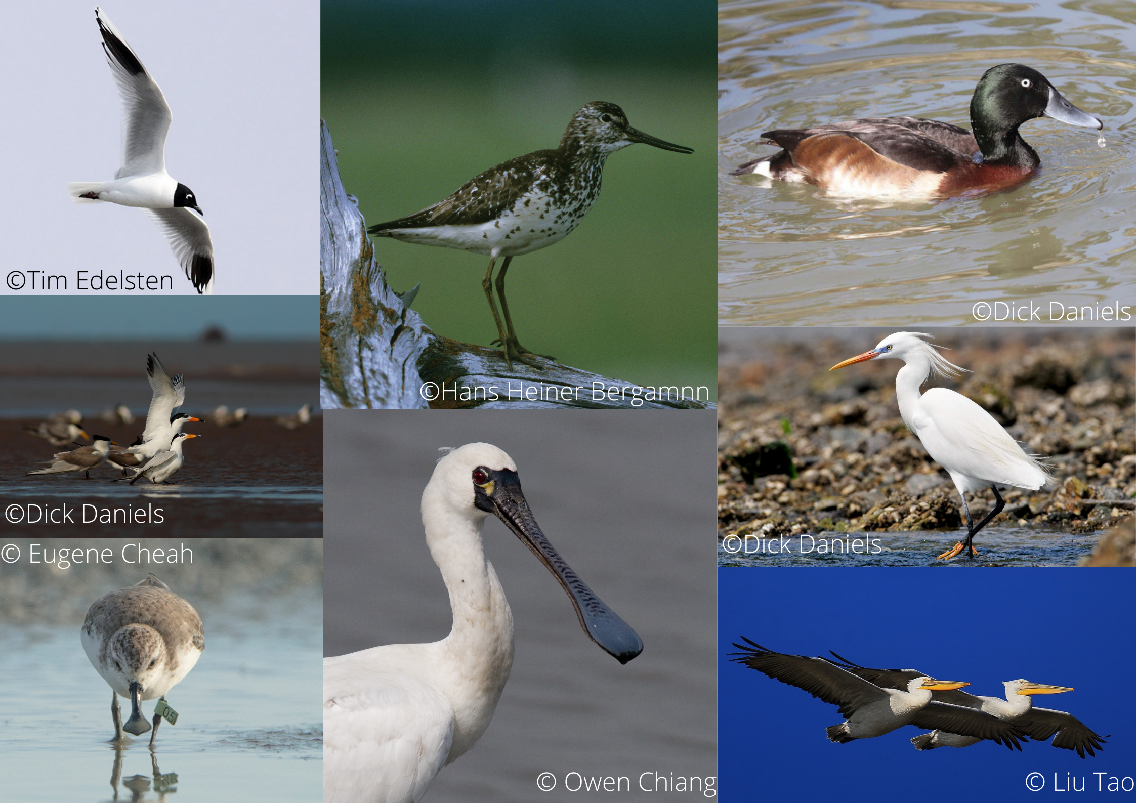 What does the revised China Protected Species list mean for EAAFP? -  Eaaflyway